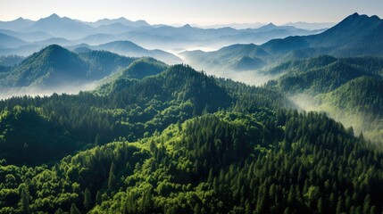 conservation forest carbon