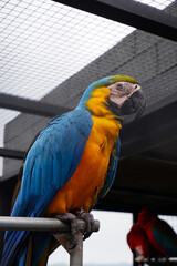 close up portrait of colorful blue and yellow macaw parrot, Ara ararauna in a bird cage at zoo. macaw bird