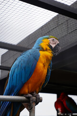 close up portrait of colorful blue and yellow macaw parrot, Ara ararauna in a bird cage at zoo. macaw bird