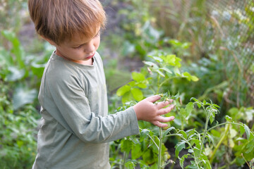 Naklejka na ściany i meble tomato plant in a child's hand. Harvest, gardening