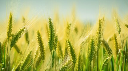 Fototapeta premium harvest agriculture food