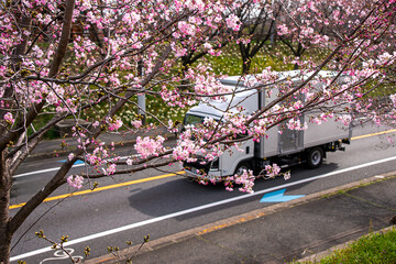 桜の花とトラックで春の新生活のイメージ