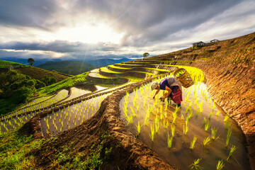 Farmers grow rice in the rainy season. Farmers farming on rice terraces. Ban Pa Bong Piang in...