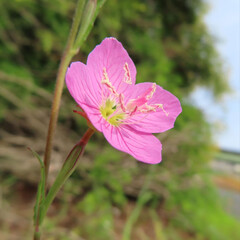 Fototapeta premium 春にユウゲショウがピンク色の花を咲かせています