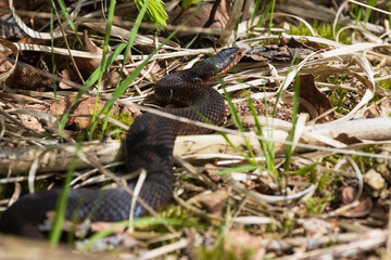 Schwarz gefärbte Kreuzotter, Höllenotter, Vipera berus