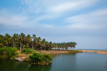 trees on the beach