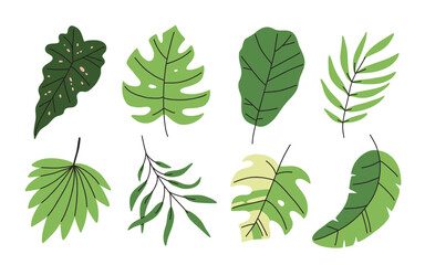 Abstract Tropical leaves. Beautiful exotic foliage. Hand drawn modern Vector illustration. Cartoon style, flat design. All elements are isolated
