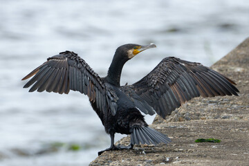 翼を誇らしげに開く鵜