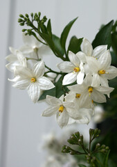 Jasminblüten