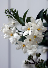 Solanum jasminoides