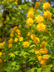 きれいな山吹の花