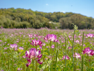Fototapeta premium 蓮華の花が満開の春の田んぼ