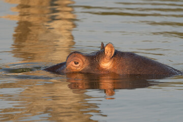 An adult hippo bull's eye peaks above the water's surface during sunset, Greater Kruger 