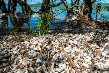 A pile of shells on the shore of Lake Zemplinska Sirava Slovakia