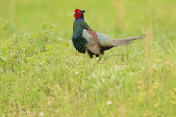 日本の国鳥【キジ】