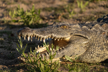 A close-up of a Nile Crocodile's open mouth while sun basking in the grass, Greater Kruger.