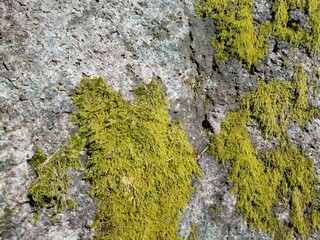 A stone with moss