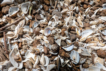 A pile of shells on the shore of Lake Zemplinska Sirava Slovakia