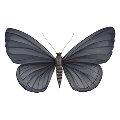 butterfly isolated on white illustration ai generated.