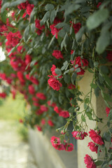 Obraz premium Red rose blossom. Beautiful garden with roses.