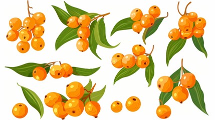 The yellow ripe fruits of the sea buckthorn, as well as the leaves, are set isolated on a white background. It can be used for packaging cosmetics, food, tea, and medical oils.