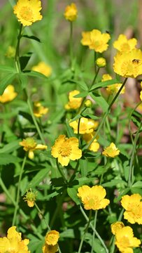 Yellow flowers of Ranunculus auricomus. goldilocks buttercup, Greenland buttercup. Spring bloom. Floral background.
