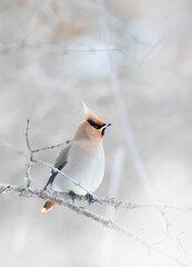 A Bohemian Waxwing (Bombycilla garrulus) perched on a branch in a Canadian winter