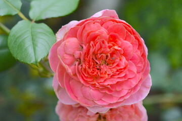 Beautiful Rosa hybrida Hort in the garden