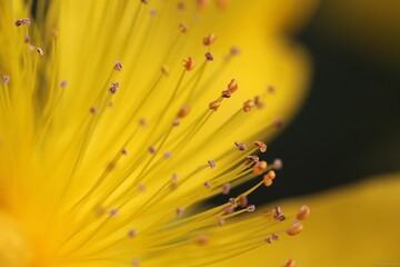 flower with a saw