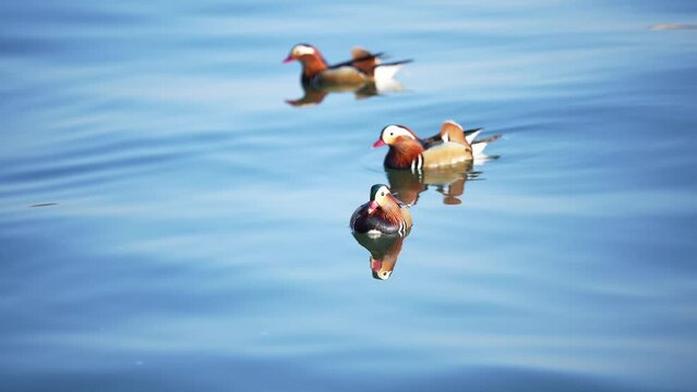 wild water bird on lake