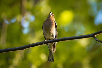 A male common chaffinch (Fringilla coelebs) sits on a thick branch and sings its song toward the...