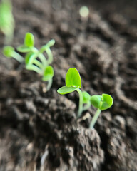 tiny arugula sprouts growing in a greenhouse
