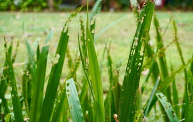 Holes on long leaves eaten by insects. Sign of fresh pesticides free plants isolated on horizontal ratio green grasses environmental outdoor park background.