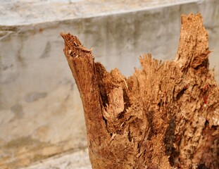 Damaged rusty brown tree trunk bark edge natural texture isolated on horizontal ratio old and aged...