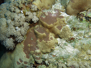 Gardineroseris planulata with Dark Spot Disease