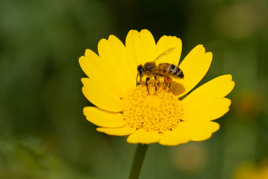 A Honey Bee on a Crown Daisy