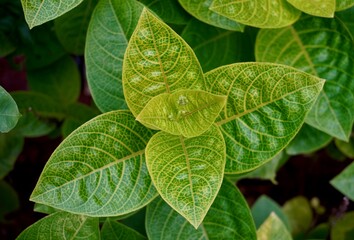 Beautiful fresh green detailed leaves botanical garden plant from above top angle view isolated on...