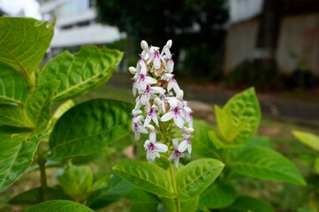 Pseuderanthemum reticulatum, yellow vein eranthemum or golden pseuderanthemum. Japanese jasmine or melati jepang white flowers with spotted purple colors isolated on green leaves and park environment.