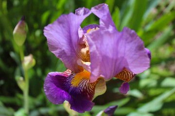 purple iris in the garden