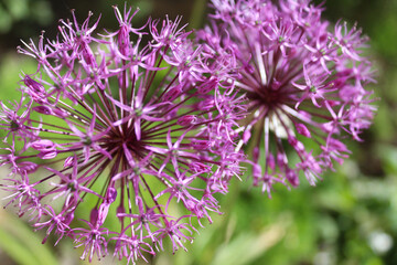 beautiful spring bloom, flowering ornamental onion (Allium), purple flowers in the garden