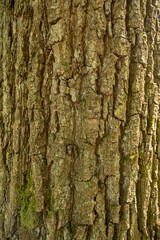 bark of a tree