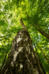 Fototapeta premium tree in the woods