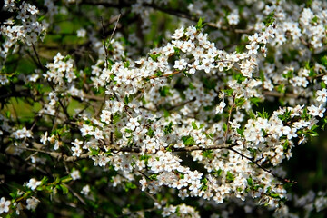 - cherry blossoms on a dark background