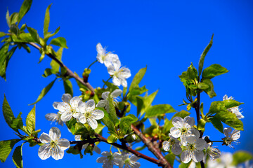 - cherry branch on sky background