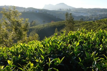 Tea fields in Nuwara Eliya at Sri Lanka.