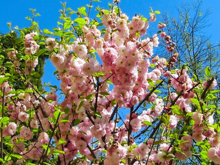 - the apricot tree blooms with pink flowers