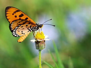 Fototapeta premium A flying insect with wings in the most beautiful&nbsp;colors