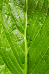 Close-up photograph of a green leaf.