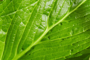 Close-up photograph of a green leaf.