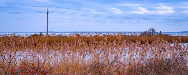 Common reed plants in the marshland on Cape Cod